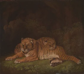 Tigres